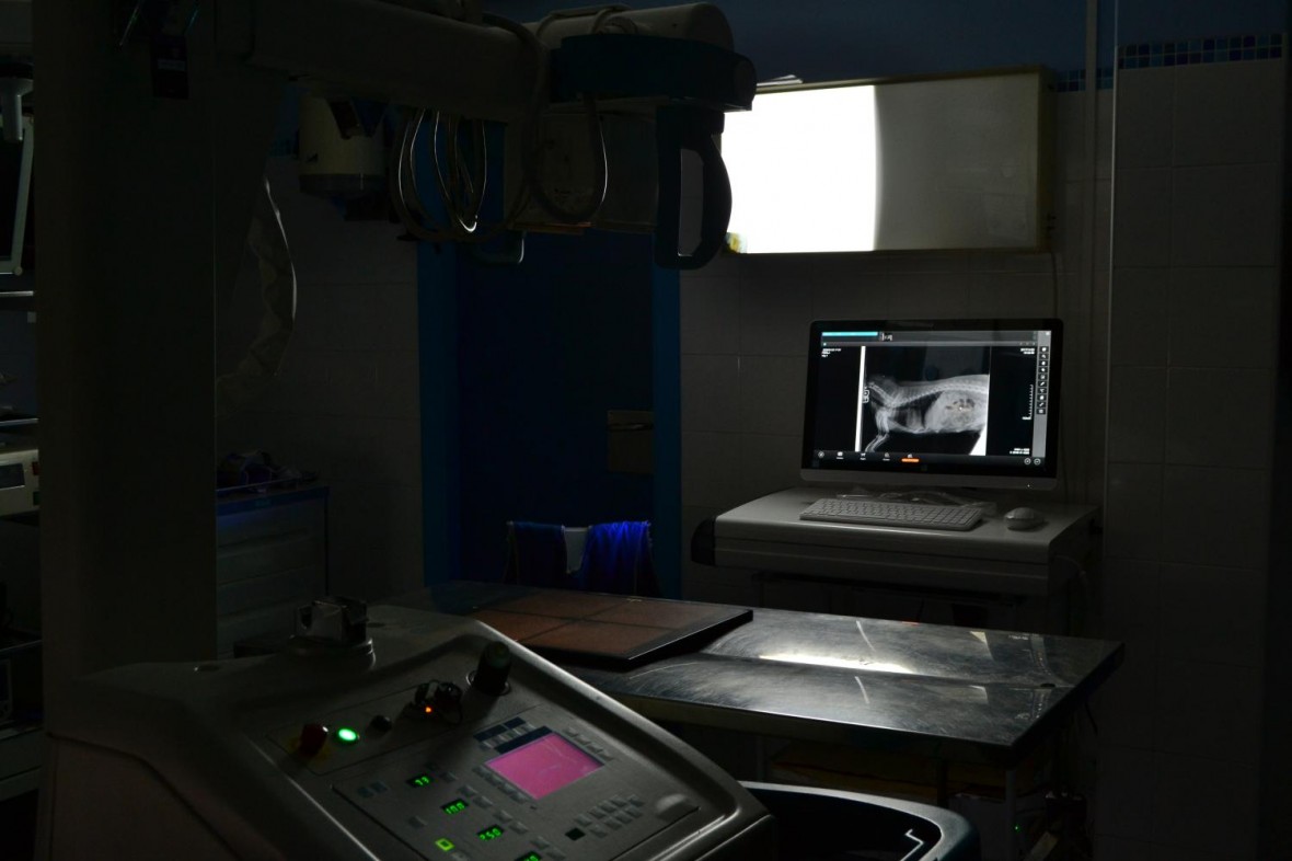 Rayos X - Instalaciones - Hospital Veterinario Ferral
