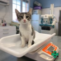 Centro de referencia en medicina felina y hospitalización