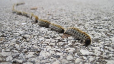 Oruga procesionaria