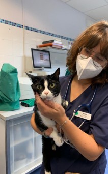 Medicina felina