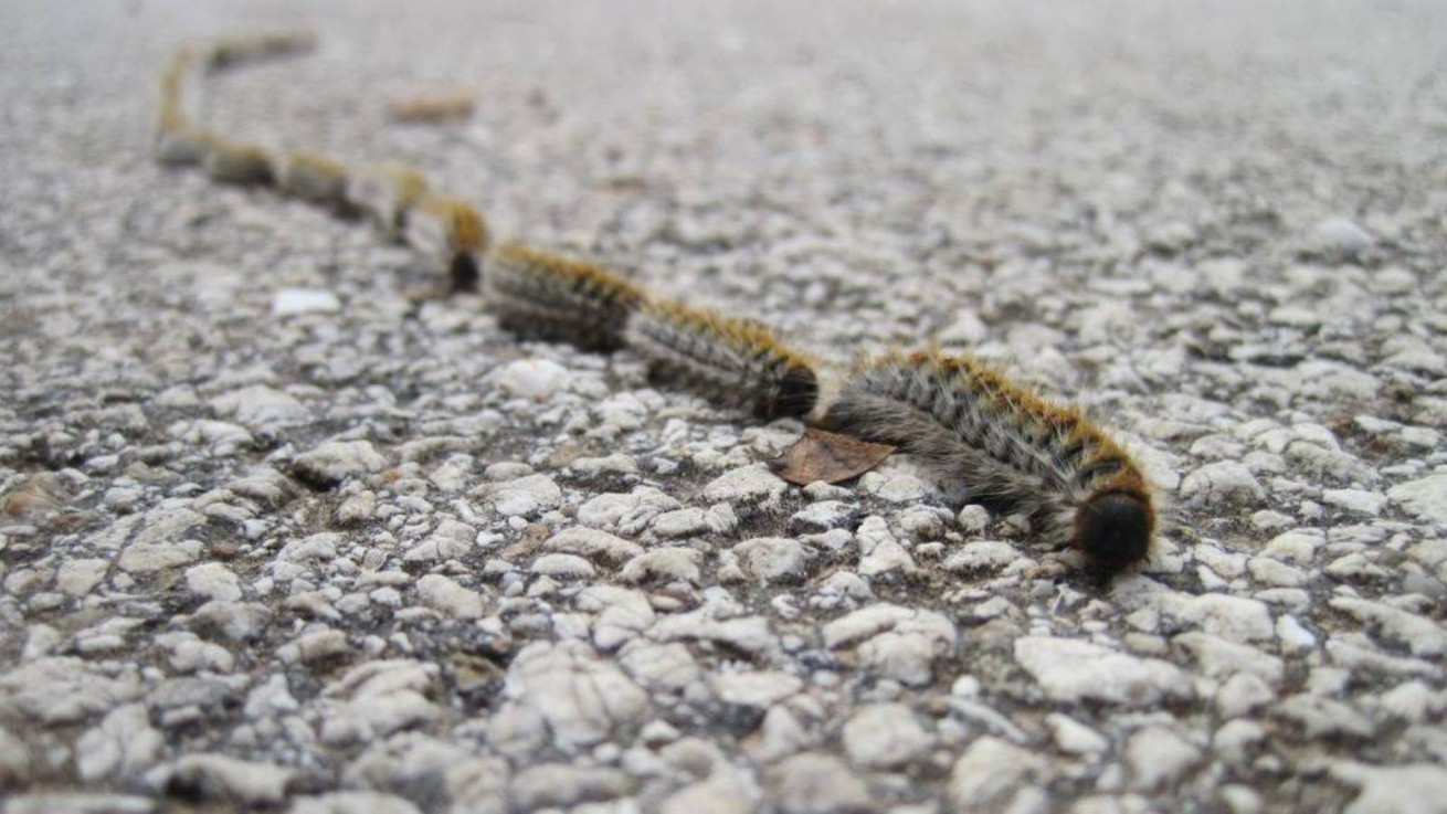 Oruga procesionaria