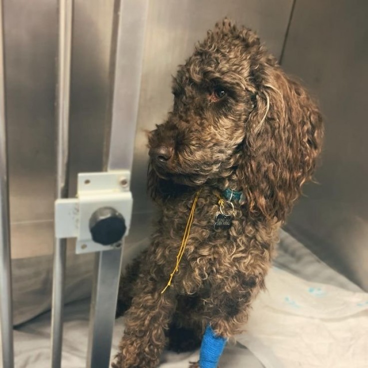 Hospitalización