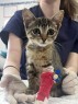 Medicina felina
